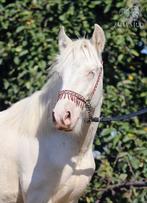 TOP cremello colt Irish cob/Tinker/Gypsy cob, Minder dan 160 cm, Gechipt, Niet van toepassing, 0 tot 2 jaar