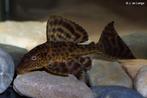 Algeneter Hypostomus plecostomus – Pleco, Vis, Zoetwatervis