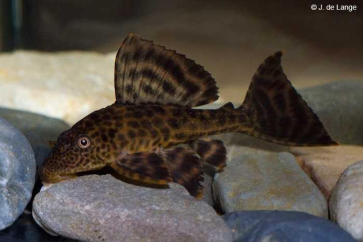 Algeneter Hypostomus plecostomus – Pleco, Dieren en Toebehoren, Vissen | Aquariumvissen, Zoetwatervis, Vis