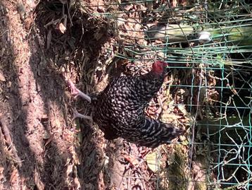 Kippen, Femelle, Poule ou poulet
