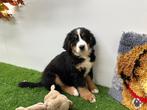 Berner Sennen pups, België, CDV (hondenziekte), Meerdere, Meerdere dieren