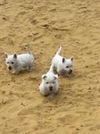Westhighland white terriër pups/cesar/westy/pups/wit/westie, België, Fokker | Hobbymatig, Overige rassen, CDV (hondenziekte)
