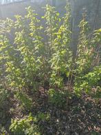 Planten gele framboos 'fall's gold', Tuin en Terras, Ophalen