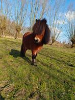 Shetlander hengstje, Dieren en Toebehoren, Hengst, Niet van toepassing, Gechipt, 3 tot 6 jaar