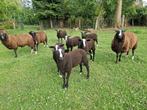 zwartbles Schaap, Dieren en Toebehoren, Schapen, Geiten en Varkens, Mannelijk, Schaap, 0 tot 2 jaar