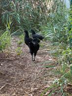 Ayam cemani hen ruilen voor wyandotte, Dieren en Toebehoren, Pluimvee, Vrouwelijk, Kip