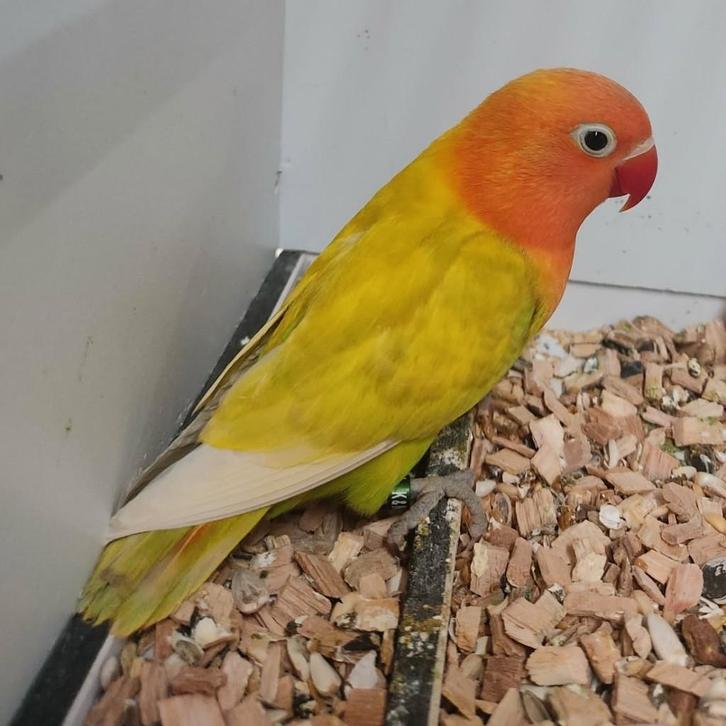 Fischerie MAN (DNA attest) geel, bont, Dieren en Toebehoren, Vogels | Parkieten en Papegaaien, Dwergpapegaai of Agapornis, Mannelijk