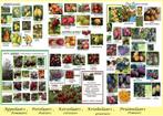 FRUITBOMEN: APPELS, PEREN, KERSEN, PRUIMEN, PERZIK, NOTEN,.., Lente, Overige soorten, Volle zon, Ophalen of Verzenden
