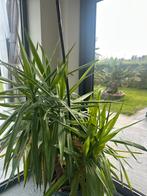 grote yucca van 120 cm hoog voor binnen of buiten, Volle zon, Vaste plant, Zomer, Ophalen