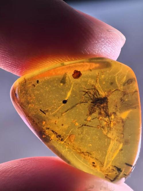 Birmees Amber (C1) insluiting cicade/bladspringer en onbeken, Verzamelen, Mineralen en Fossielen, Fossiel, Verzenden