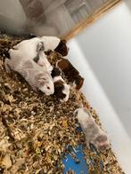 Cavias, Dieren en Toebehoren, September, Meerdere dieren, Cavia