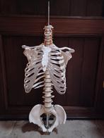 Skelet anatomie, Diversen, Schoolbenodigdheden, Ophalen, Zo goed als nieuw