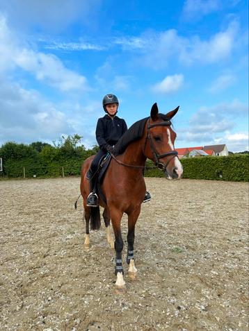 7 jarige New Forest merrie beschikbaar voor biedingen