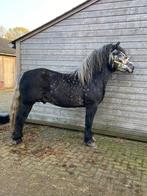 Diverse bereden paarden en pony’s , ook onbeleerde, Dieren en Toebehoren, Paarden, Merrie, Z, Dressuurpaard, Gechipt