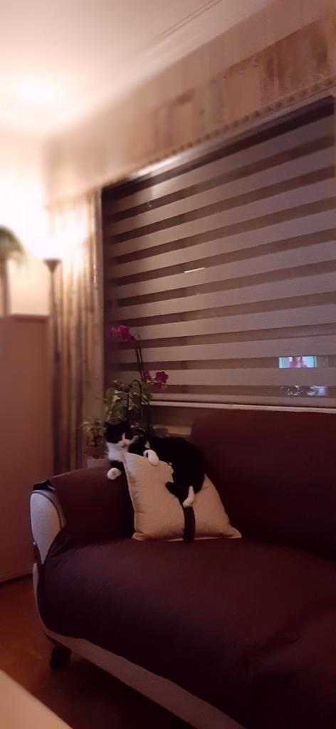 Licht verduisterende rolgordijnen gratis, Huis en Inrichting, Stoffering | Gordijnen en Lamellen, Gebruikt, Ophalen