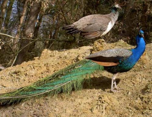 pauweneieren blauwe boerenpauw, Dieren en Toebehoren, Pluimvee, Overige soorten