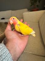 Roseicollis baby (EAM) spel, Dieren en Toebehoren, Vogels | Parkieten en Papegaaien, Geringd