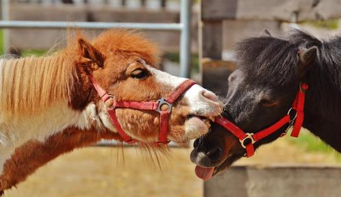 D pony gezocht, Dieren en Toebehoren, Pony's, Niet van toepassing, D pony (1.37m tot 1.48m)