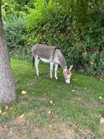 Ezel, Dieren en Toebehoren, Paarden