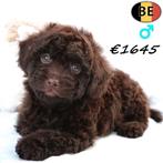 Super Schattige Dwergpoedel pups - geboren in België, Dieren en Toebehoren, Poedel, België, Handelaar, CDV (hondenziekte)