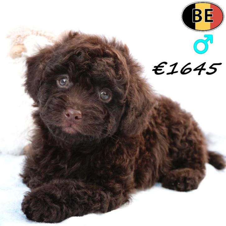 Super Schattige Dwergpoedel pups - geboren in België, Dieren en Toebehoren, Honden | Chihuahua's en Gezelschapshonden, Meerdere dieren