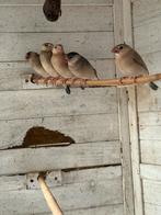 Rijstvogels/padda, Dieren en Toebehoren, Vogels | Overige Vogels, Geslacht onbekend, Tropenvogel