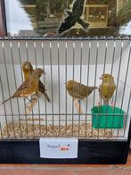 Kanaries, Dieren en Toebehoren