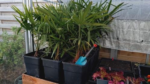 Winterharde Palmen trachycarpus fortunei, Tuin en Terras, Planten | Tuinplanten, Ophalen