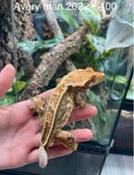 Wimpergekko, Dieren en Toebehoren