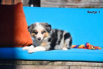 Prachtige Border Collie pups in verschillende kleuren  beschikbaar voor biedingen