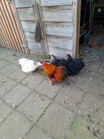 Cochin kriel, Dieren en Toebehoren, Pluimvee, Mannelijk, Kip