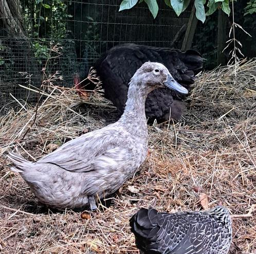 Eend van vorst blauw, Dieren en Toebehoren, Pluimvee, Eend, Vrouwelijk