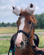 Gezocht bomproof paard, Dieren en Toebehoren