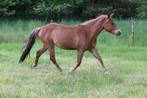Quarter merrie, Dieren en Toebehoren, Paarden, Merrie