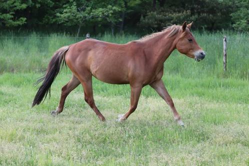 Quarter merrie, Dieren en Toebehoren, Paarden, Merrie