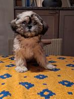 Shih tzu pups, België, Overige rassen, CDV (hondenziekte), 8 tot 15 weken