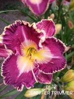 Hemerocallis  JENNIFER TRIMMER, Tuin en Terras, Planten | Tuinplanten, Ophalen of Verzenden