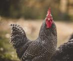 Mechelse koekoek kriek haan te koop, Dieren en Toebehoren, Pluimvee
