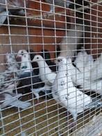 Gespikkelde duiven, Animaux & Accessoires, Oiseaux | Pigeons