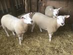 Schapen, Dieren en Toebehoren, Schapen, Geiten en Varkens