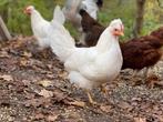 Poules prêtes à pondre avec des œufs spéciaux, Animaux & Accessoires, Volatiles, Poule ou poulet