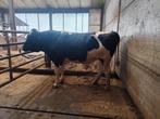 Holstein dekstier toporigine 26m, Dieren en Toebehoren