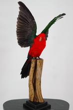 Opgezette Koningsparkiet - Wildernis Atelier, Ophalen of Verzenden, Nieuw, Vogel, Opgezet dier