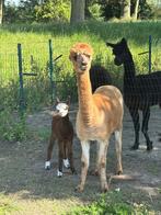 Alpaca merrie, Jument, Vermifugé