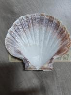 schelp Coquille St jacobsschelp 13cm schaal presenteerschaal, Overige materialen, Schaal, Rond, Ophalen of Verzenden
