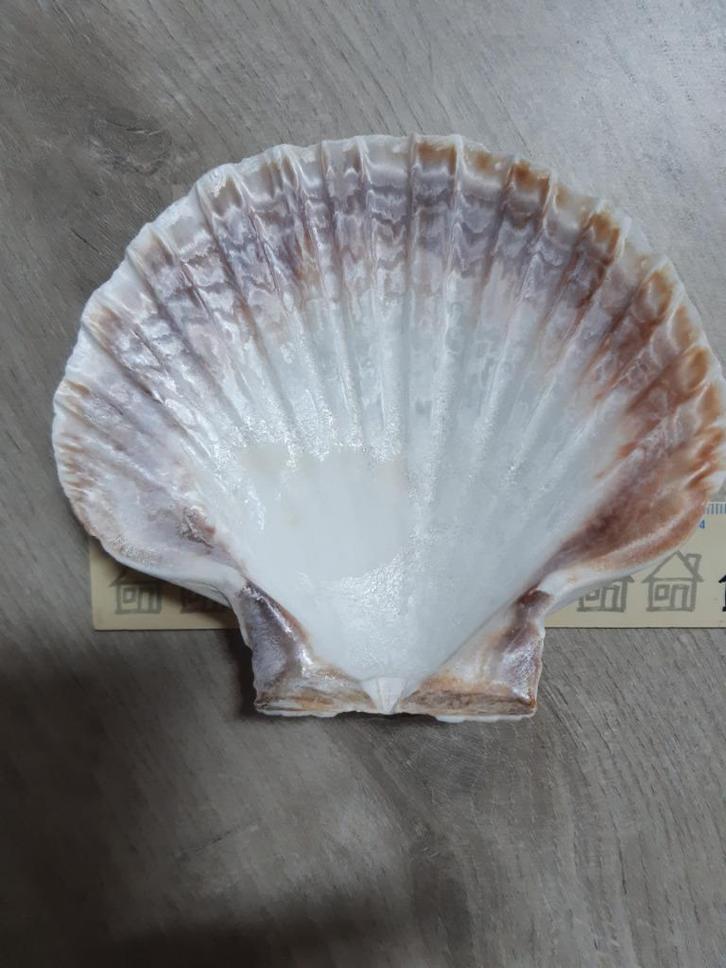 schelp Coquille St jacobsschelp 13cm schaal presenteerschaal, Huis en Inrichting, Woonaccessoires | Schalen en Manden, Zo goed als nieuw