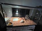 Groot Terrarium, Ophalen, Zo goed als nieuw, Terrarium of Paludarium