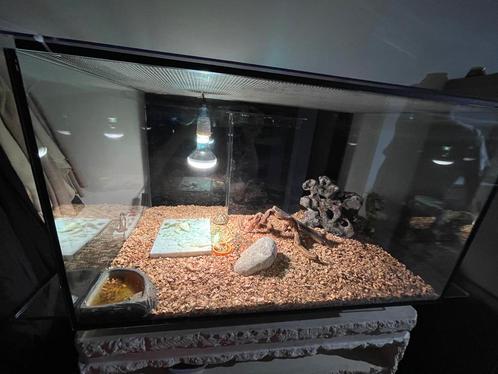 Groot Terrarium, Dieren en Toebehoren, Reptielen en Amfibieën | Toebehoren, Zo goed als nieuw, Terrarium of Paludarium, Ophalen