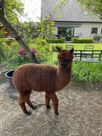 Gedekte alpaca merrie, Dieren en Toebehoren, Overige Dieren