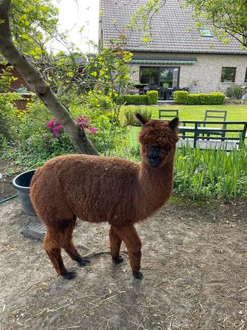 Gedekte alpaca merrie, Dieren en Toebehoren